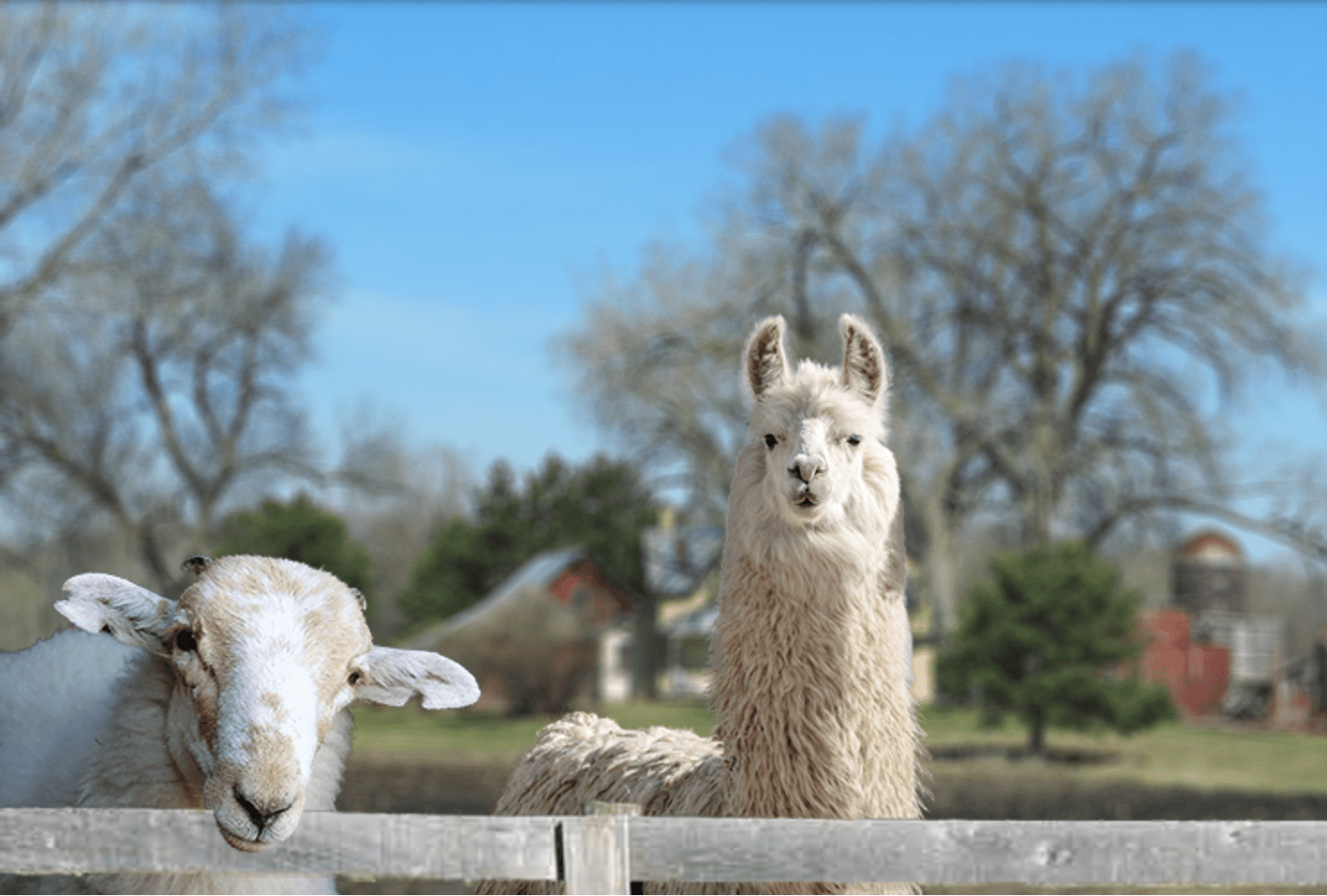 Sheep and alpaca